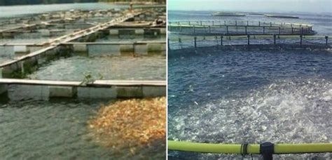 Cage Aquaculture, Fish Cage Culture, Business Plan.